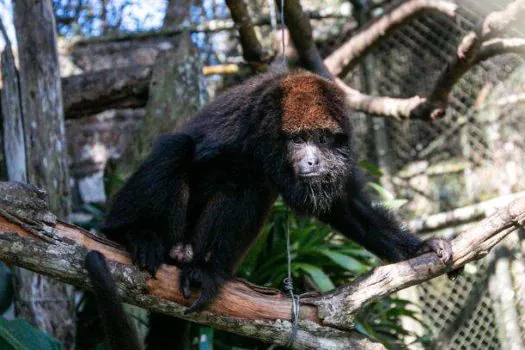 De Barbie a Gil: Zoológico de São Bernardo ganha quatro novos moradores