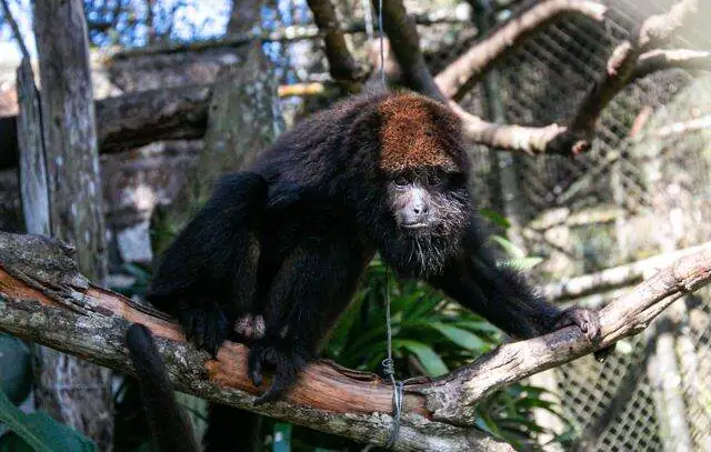 De Barbie a Gil: Zoológico de São Bernardo ganha quatro novos moradores