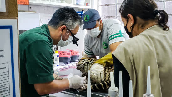 Zoológico de São Bernardo reforça cuidado com animais durante a pandemia